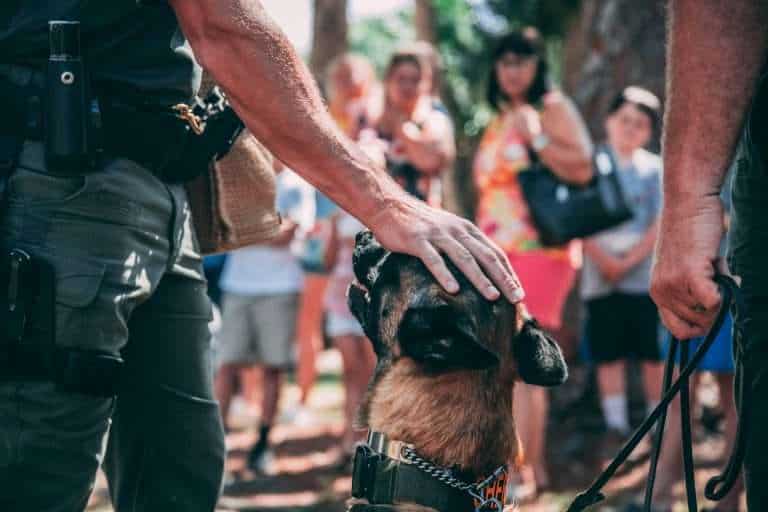 K-9 Security Guard Job Description: Key Roles and Responsibilities